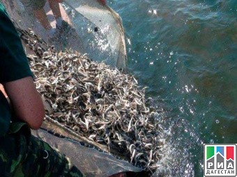 Экология озера Ак-Гель, водный объект ждет реабилитации. 