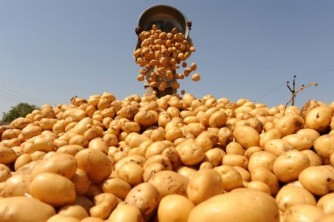 Аграрии Республики собирают урожай, в текущем году урожай озимых культур составил 180 тысяч тонн. 