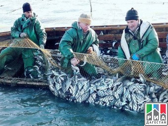  Рыбы много не бывает, рыболовы Дагестана увеличили улов на 30 %. 